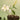 d'Alba White Truffle Purifying & Calming Serum 150ml
